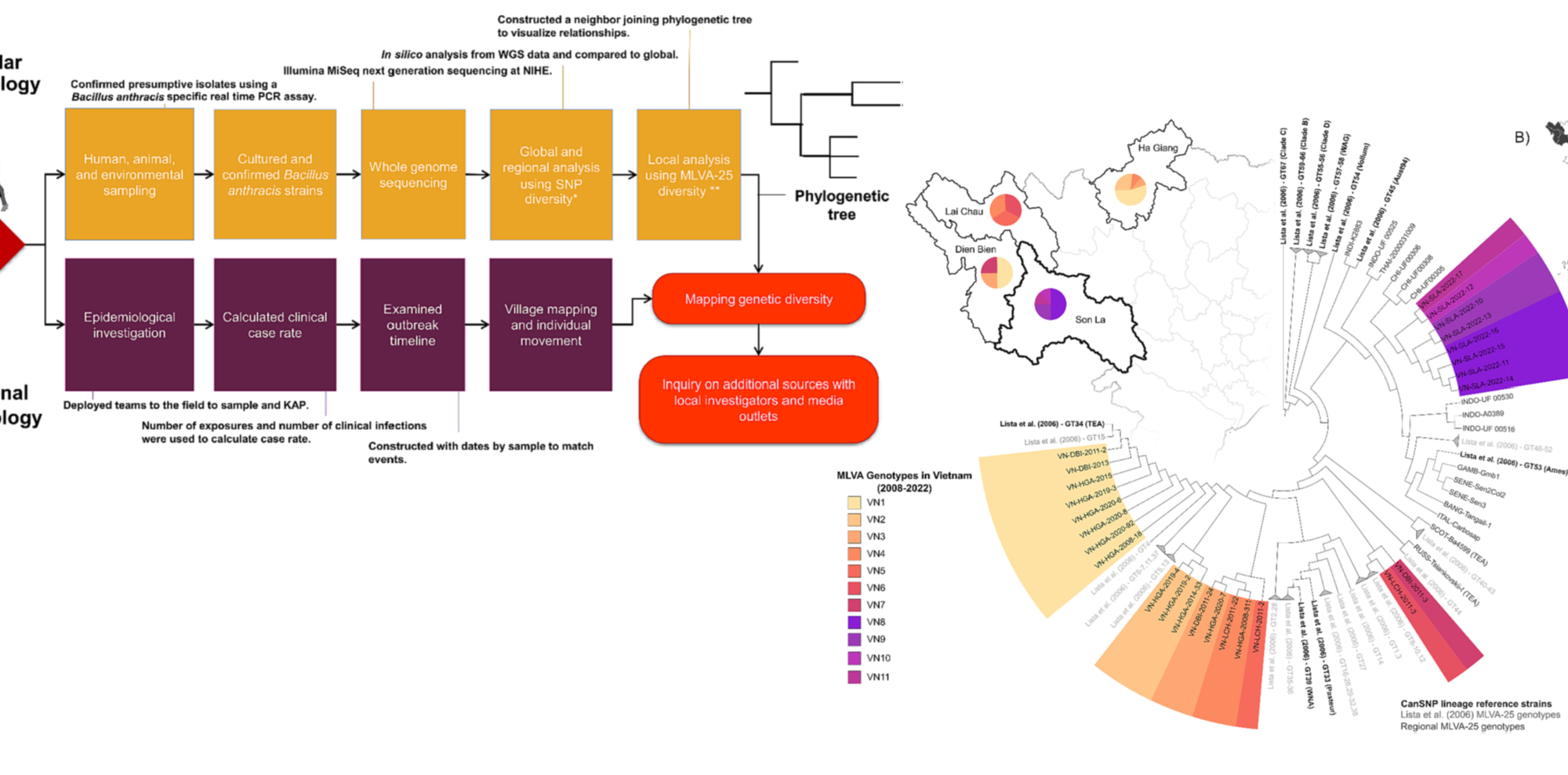 Epidemiological workflow and phylogeny of Bacillus anthracis in Vietnam.