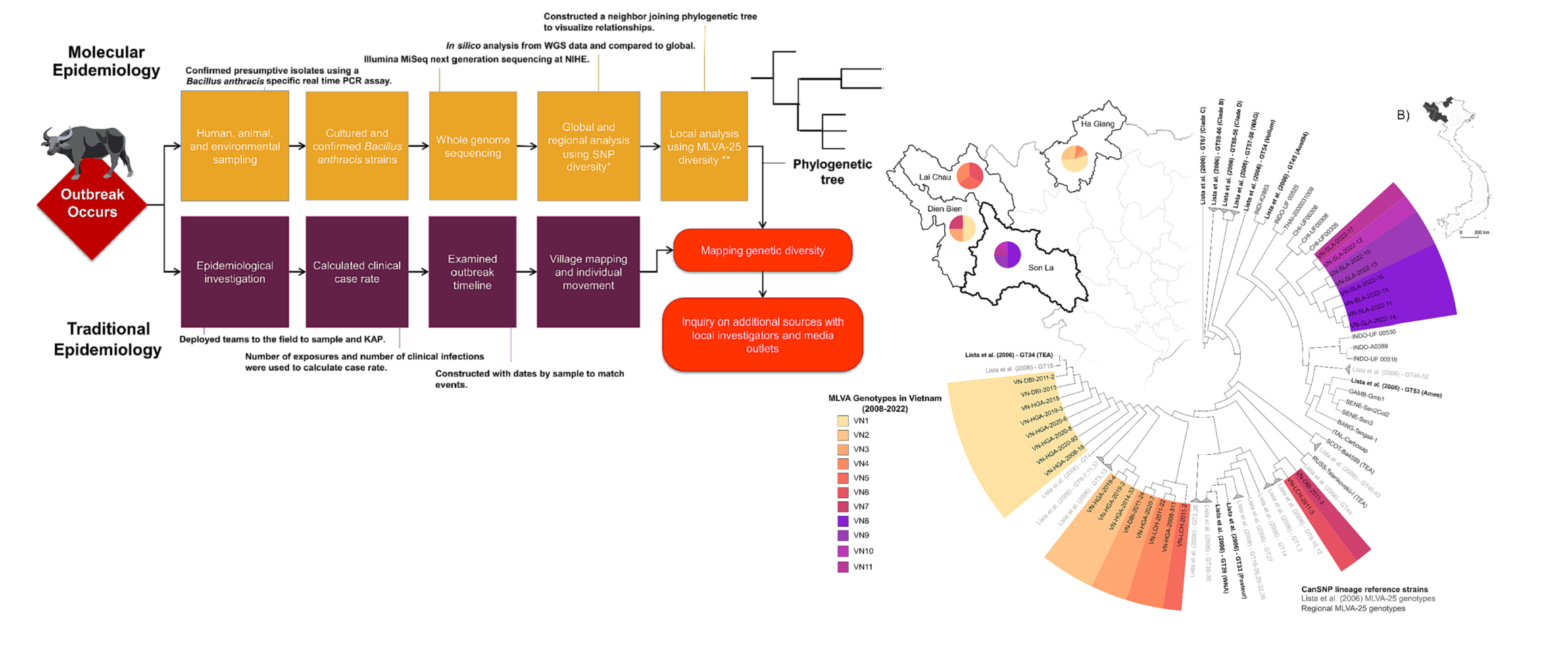 Epidemiological workflow and phylogeny of Bacillus anthracis in Vietnam.